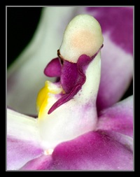 C Ribet Orchid 8090a