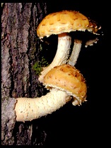 mushroom art print wall trio