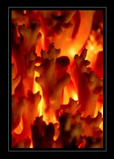 Fungi Art for Sale by Artist 08